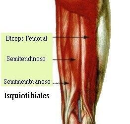 Isquiotibiales y la flexibilidad