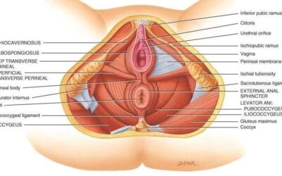 Suelo Pélvico: 10 razones por las que cuidarlo